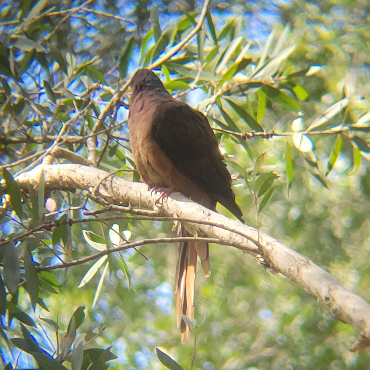 Brown Cuckoo-Dove - ML628962210