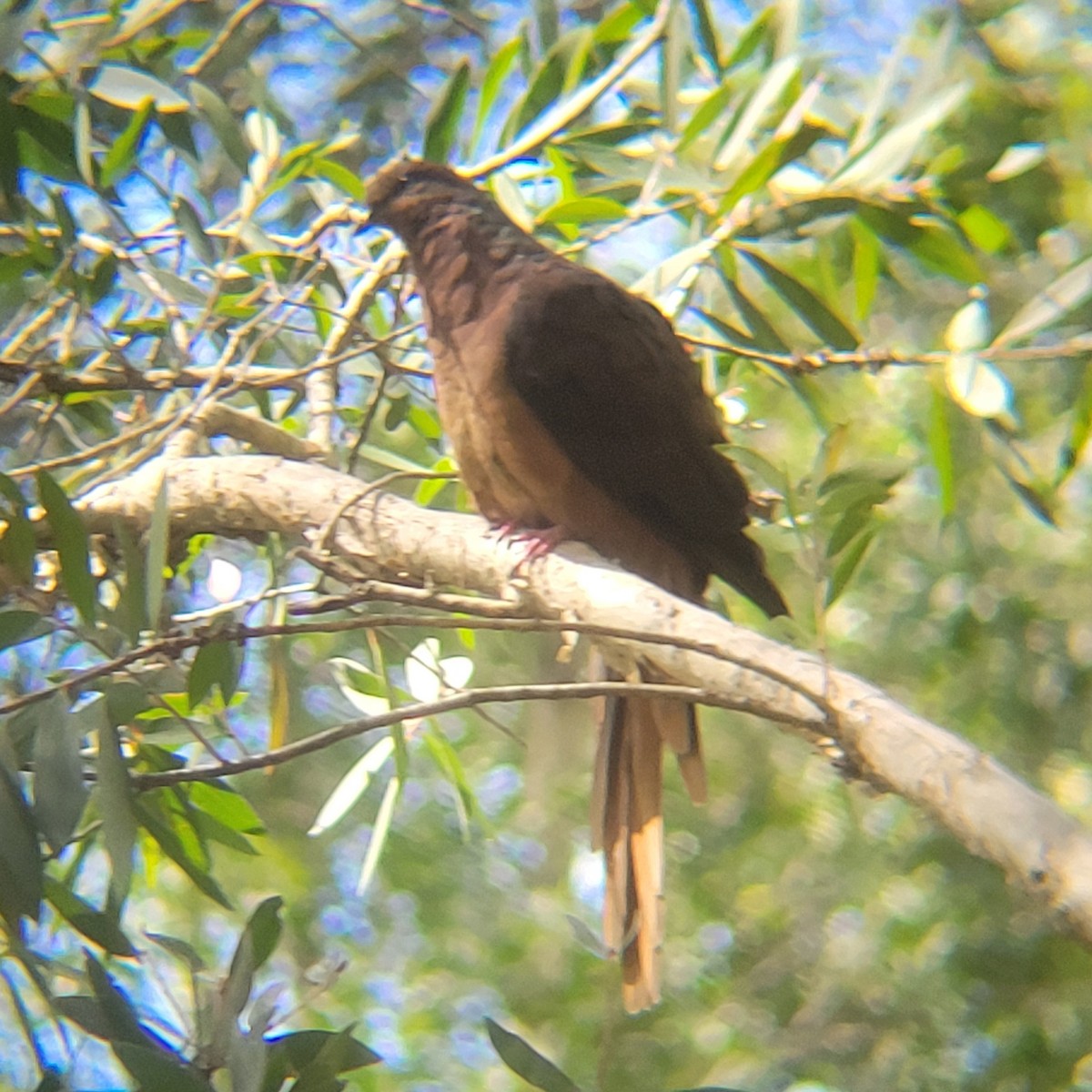 Brown Cuckoo-Dove - ML628962222