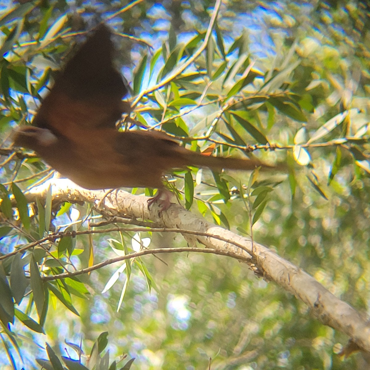 Brown Cuckoo-Dove - ML628962223