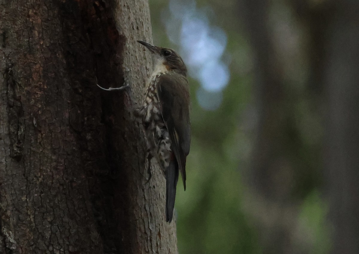 White-throated Treecreeper - ML628962234