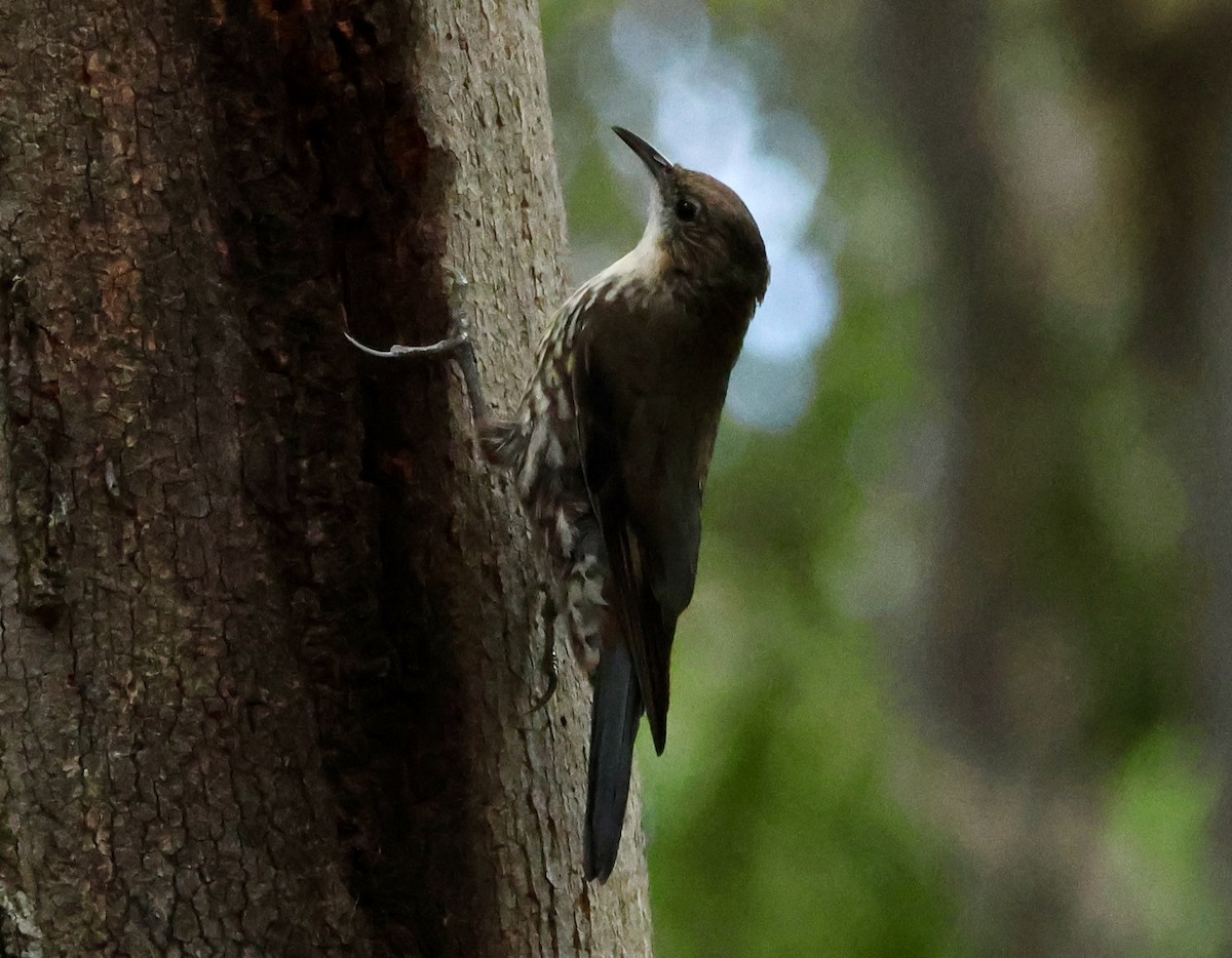 White-throated Treecreeper - ML628962235