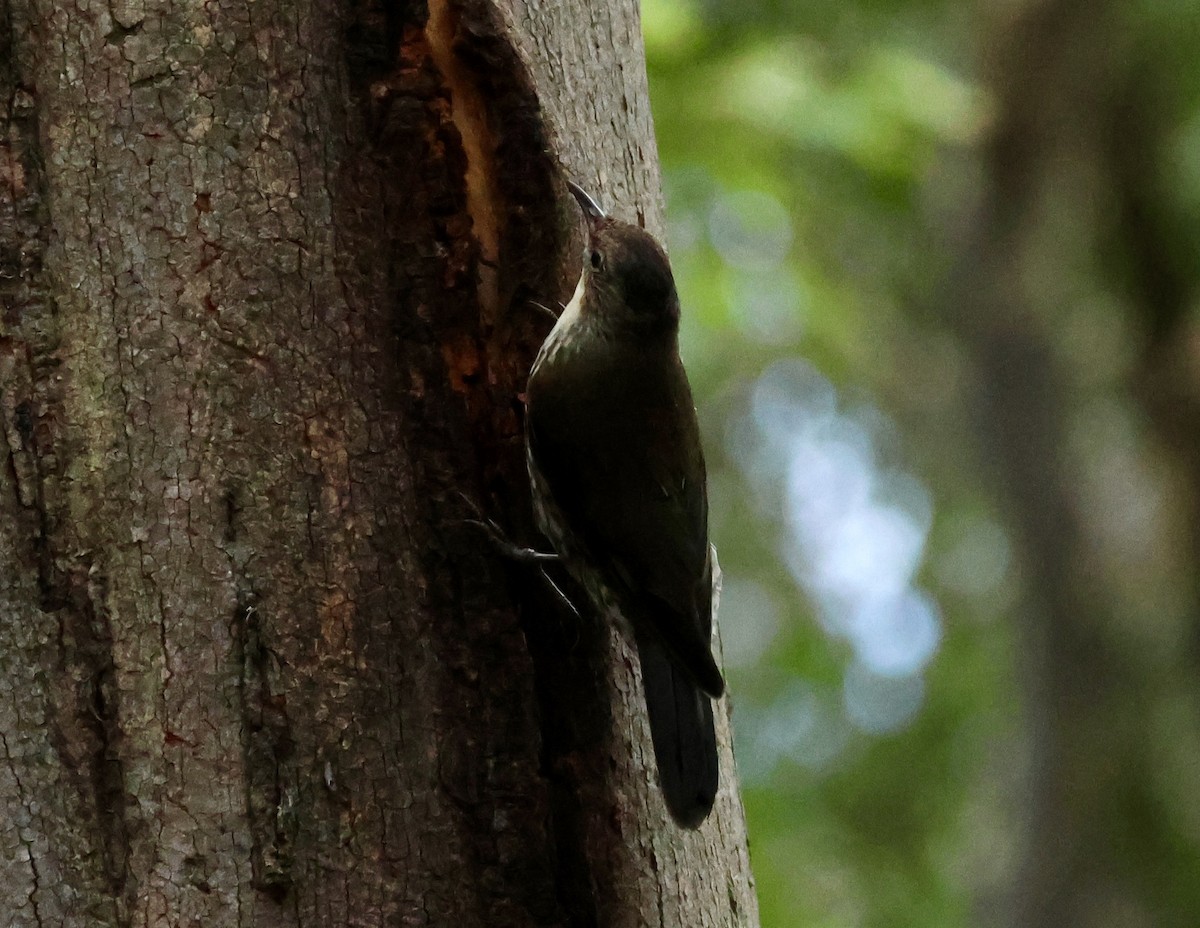 White-throated Treecreeper - ML628962236