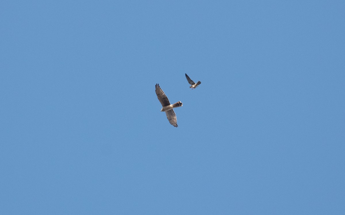 Pallid Harrier - ML628962497