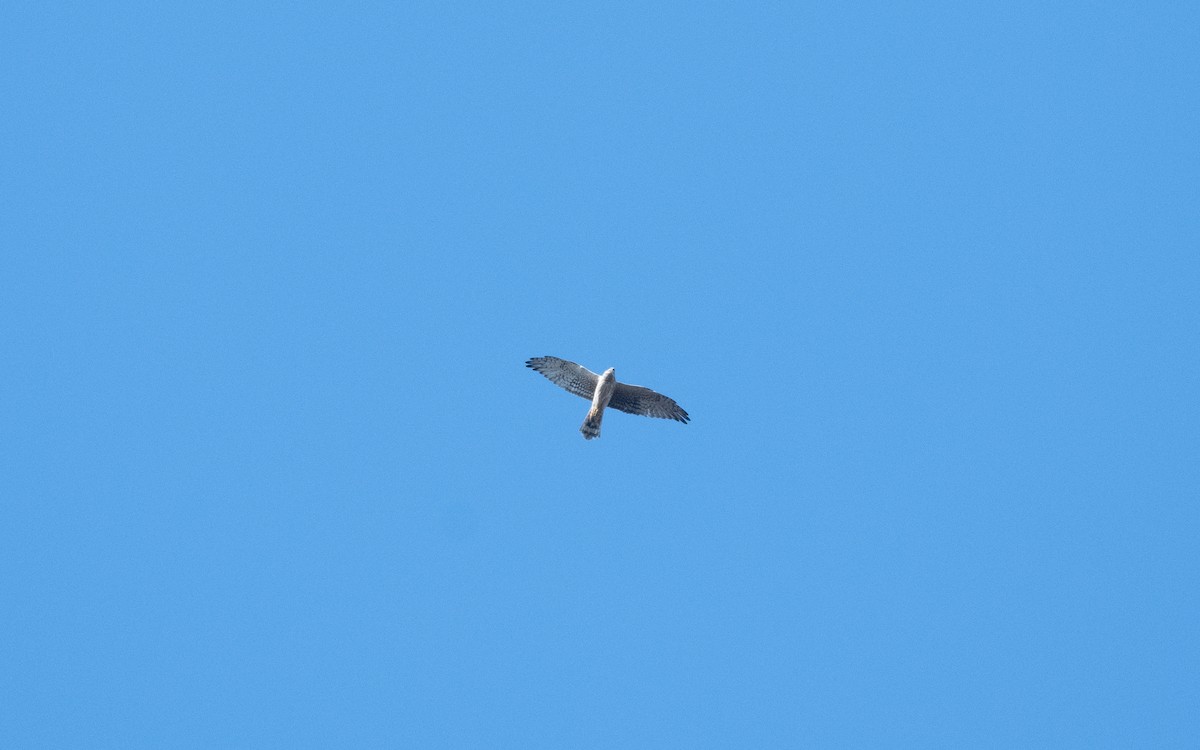 Pallid Harrier - ML628962498