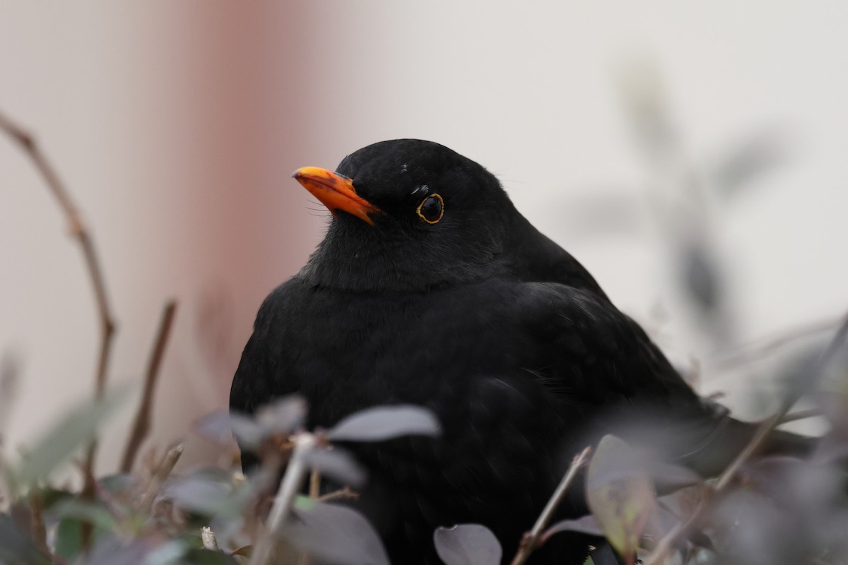 Amsel - ML628962520