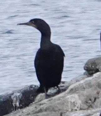 Brandt's Cormorant - ML628962539