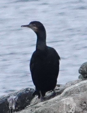 Brandt's Cormorant - ML628962540