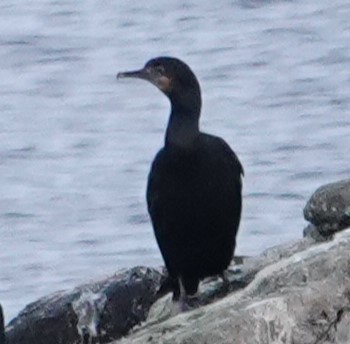 Brandt's Cormorant - ML628962541