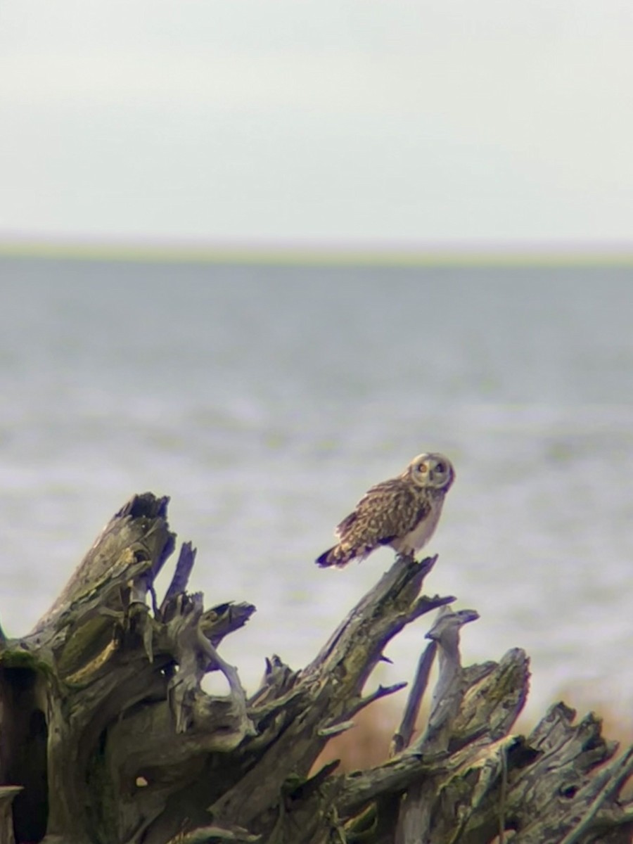 Short-eared Owl - ML628962553