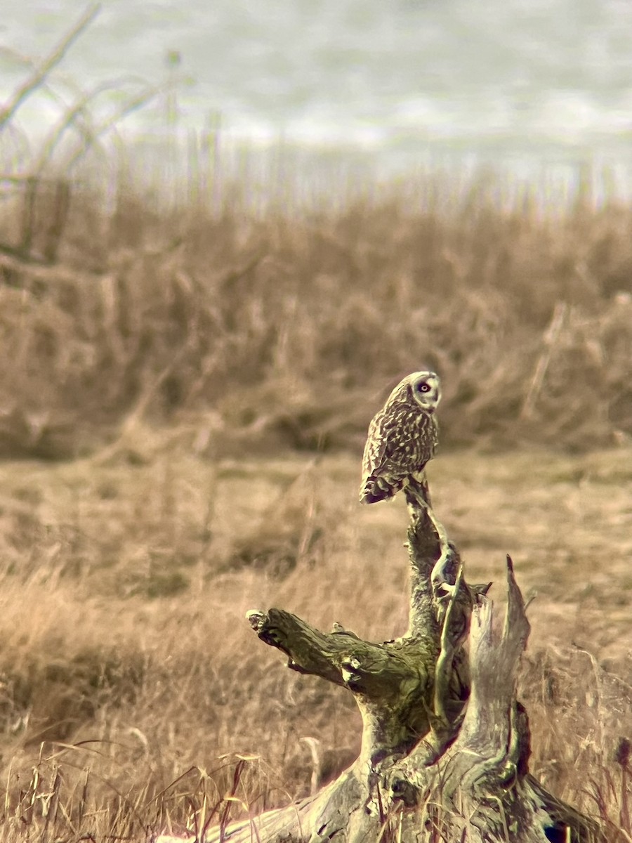 Short-eared Owl - ML628962554