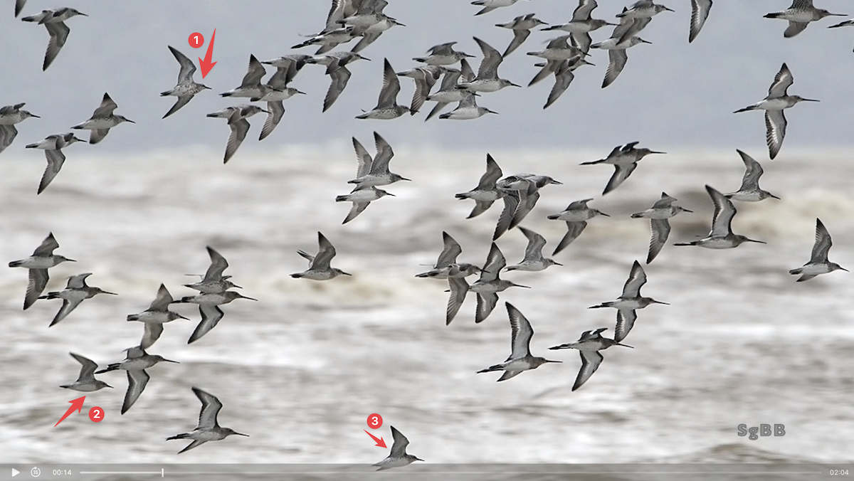 Red Knot - ML628962583