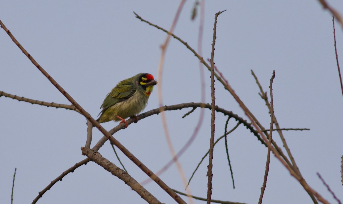 Coppersmith Barbet - ML628962643