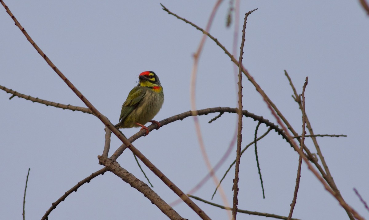 Coppersmith Barbet - ML628962644