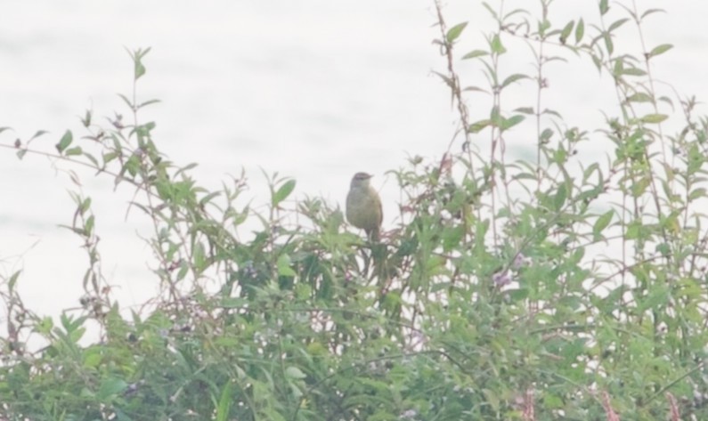 Striated Grassbird - ML628962655