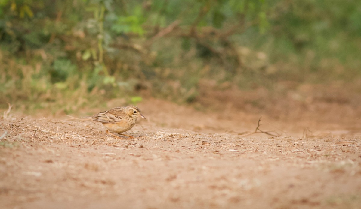Paddyfield Pipit - ML628962677