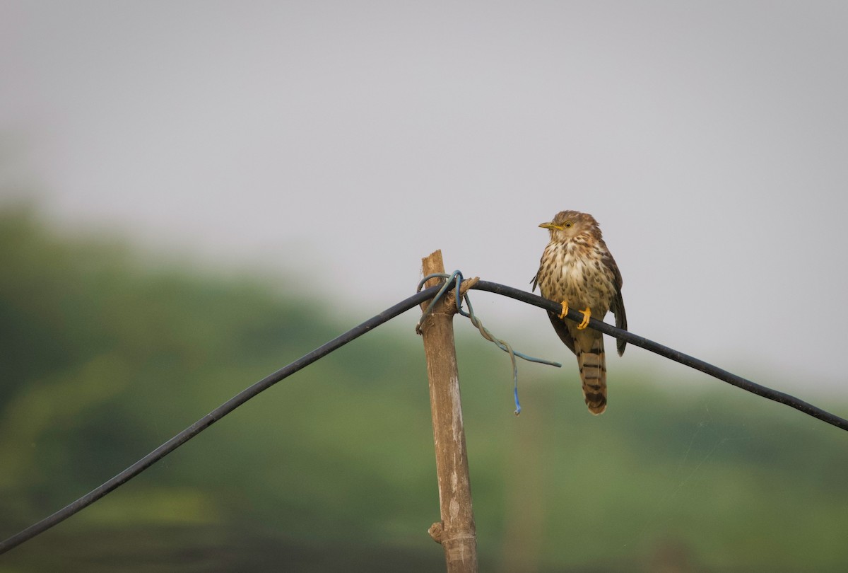 Common Hawk-Cuckoo - ML628962695