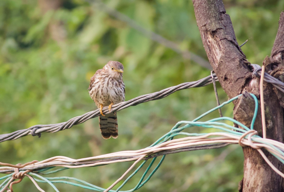 Common Hawk-Cuckoo - ML628962698