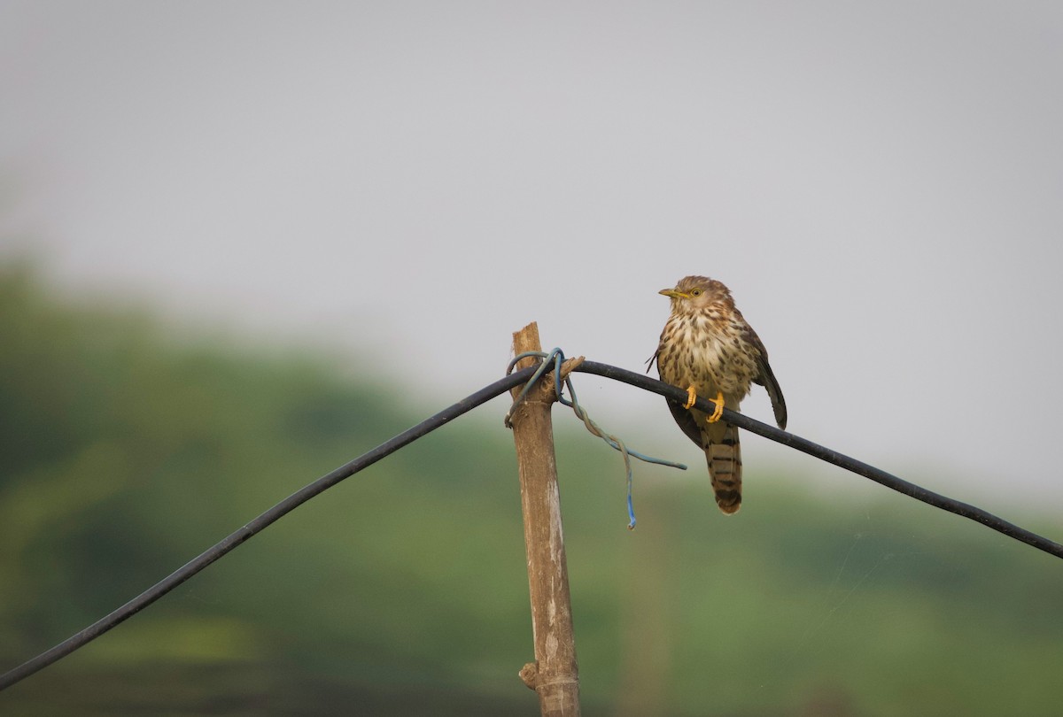Common Hawk-Cuckoo - ML628962699