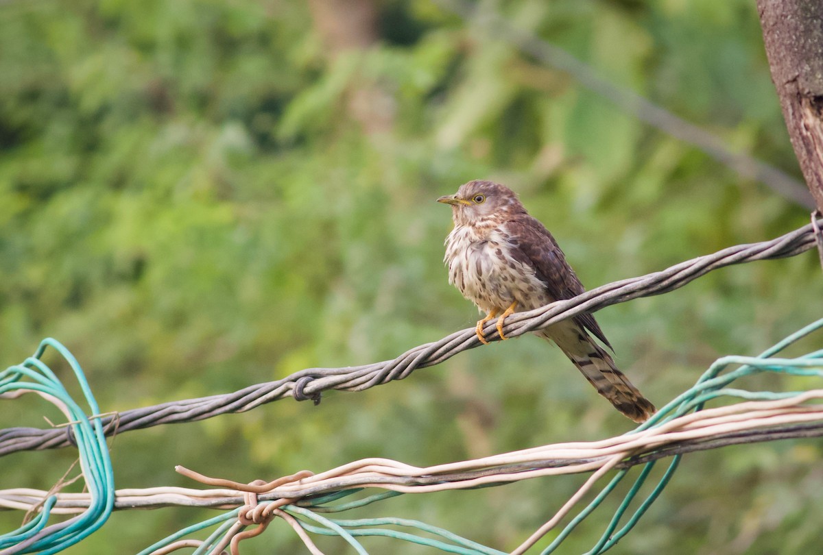 Common Hawk-Cuckoo - ML628962700