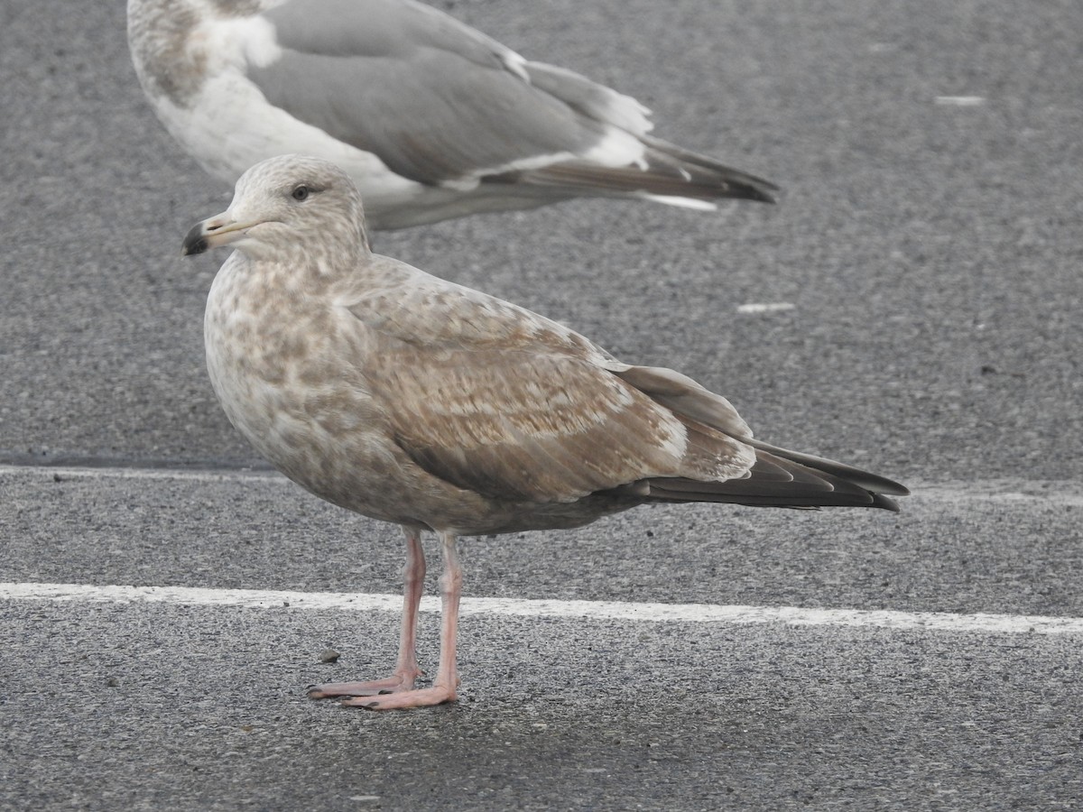 American Herring Gull - ML628962789