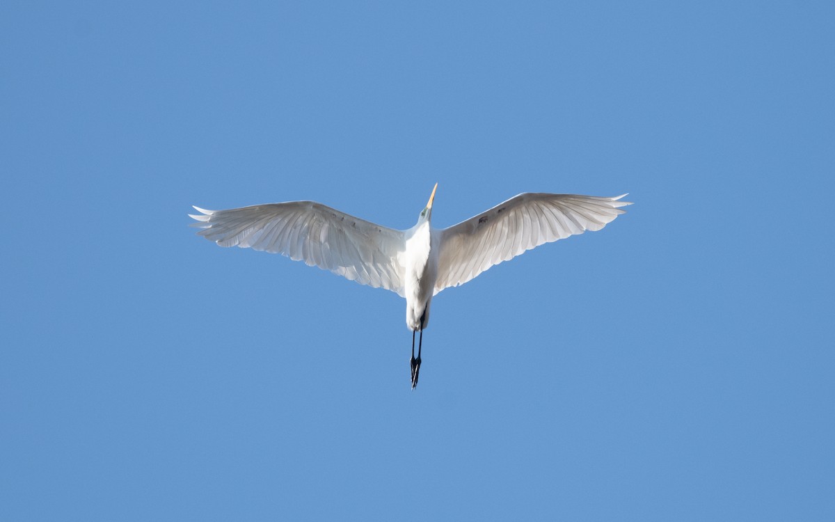 Great Egret (alba) - ML628962796