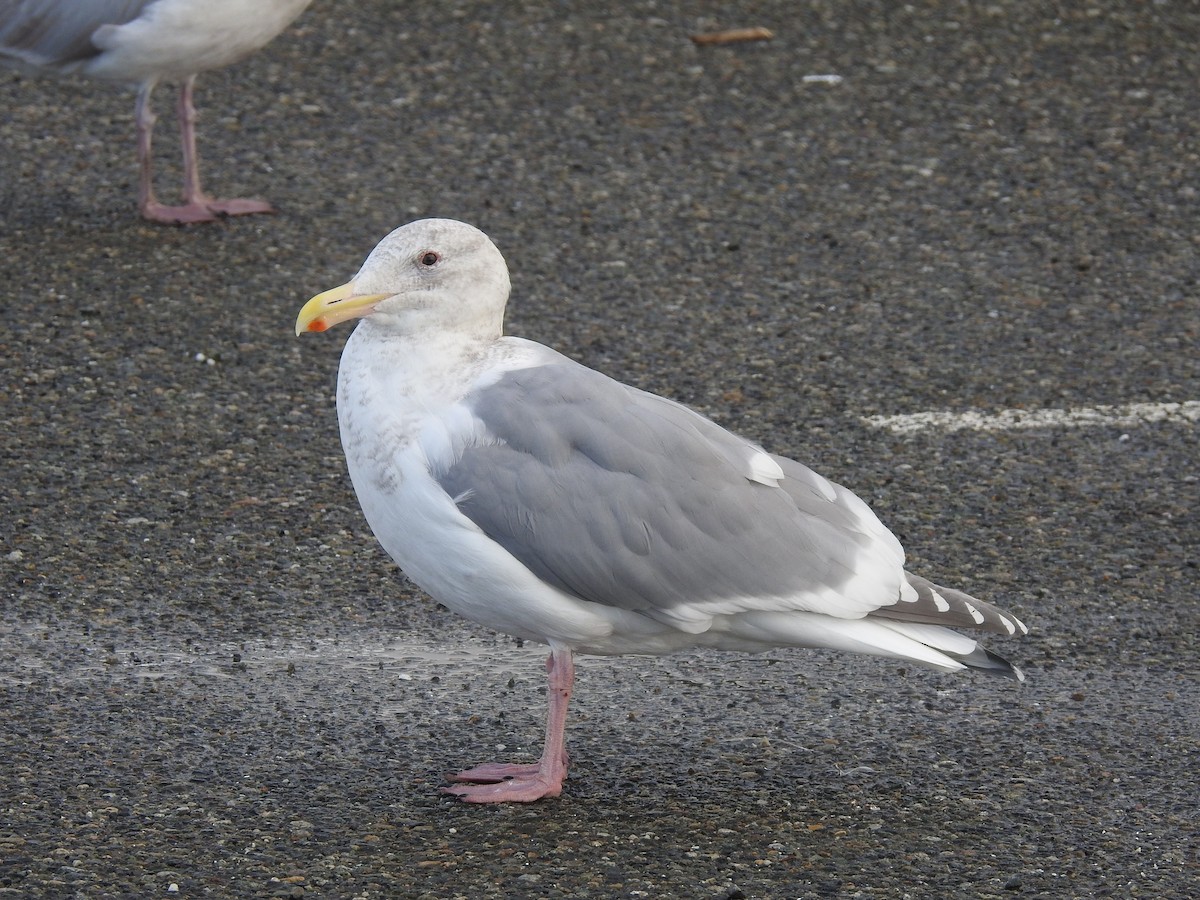 Glaucous-winged Gull - ML628962797