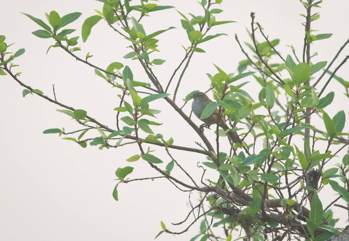 Striated Grassbird - ML628962920