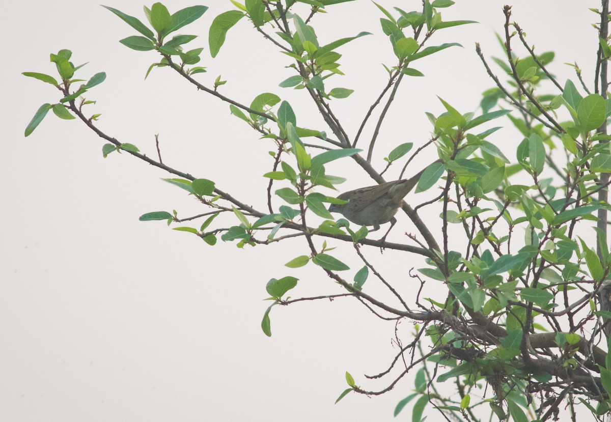 Striated Grassbird - ML628962921