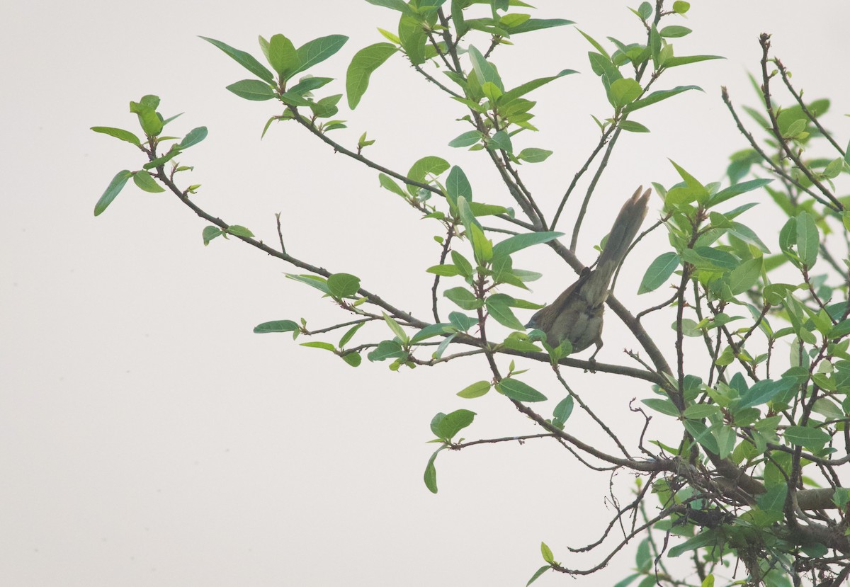 Striated Grassbird - ML628962922