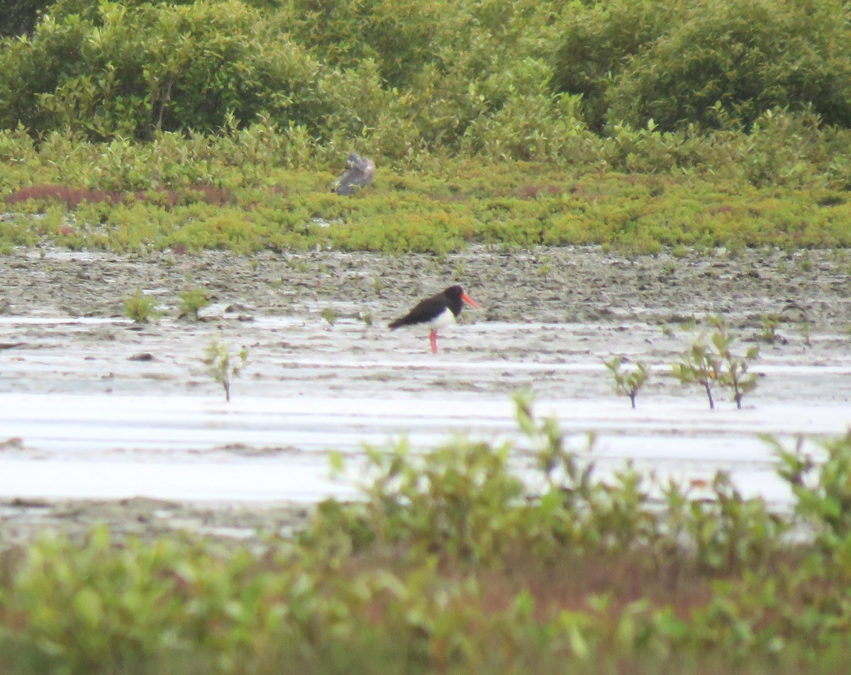 Pied Oystercatcher - ML628962938