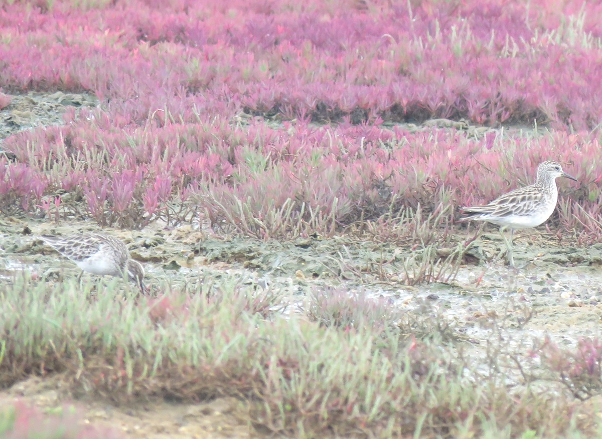 Sharp-tailed Sandpiper - ML628962940