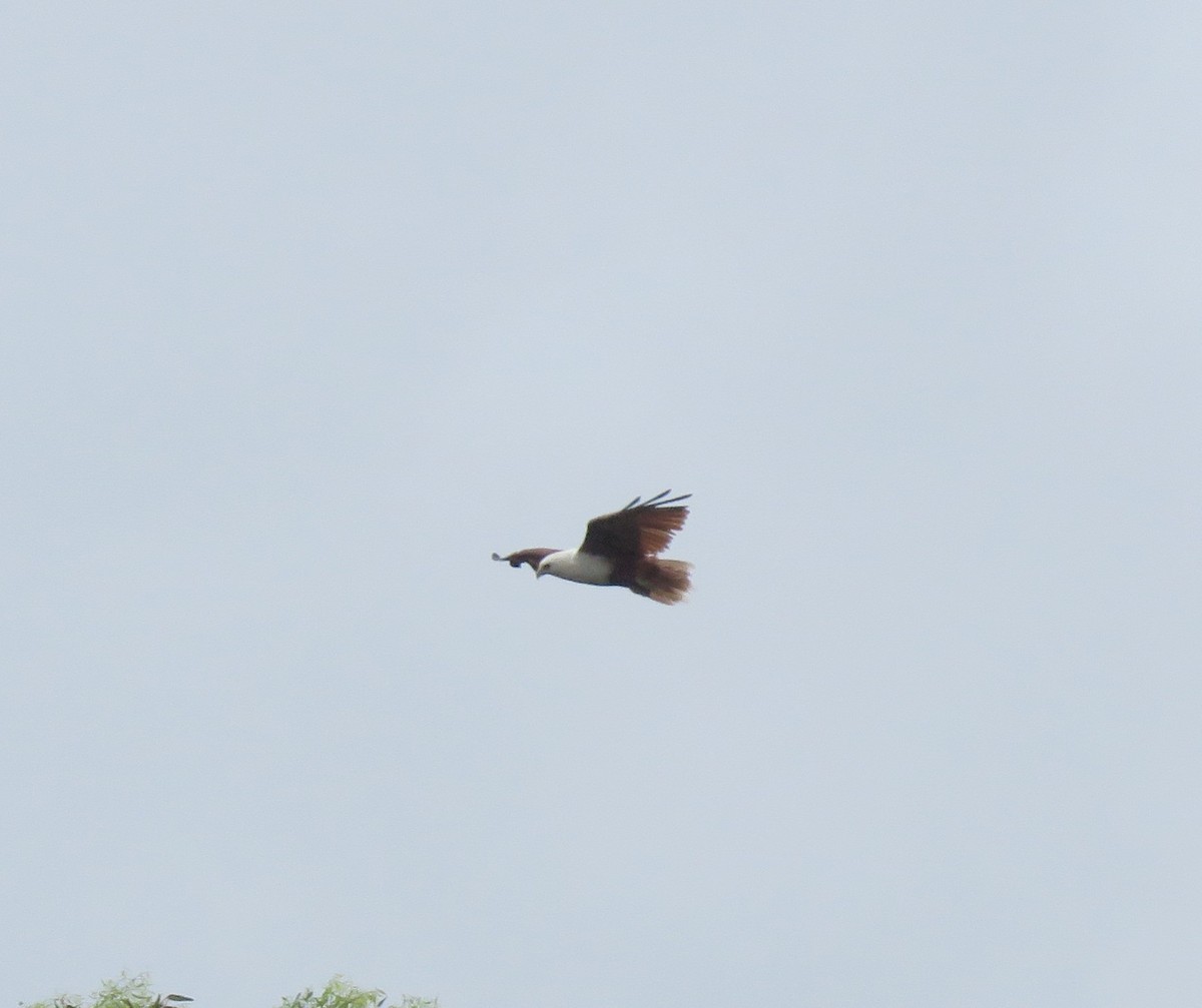 Brahminy Kite - Catherine Hirsch