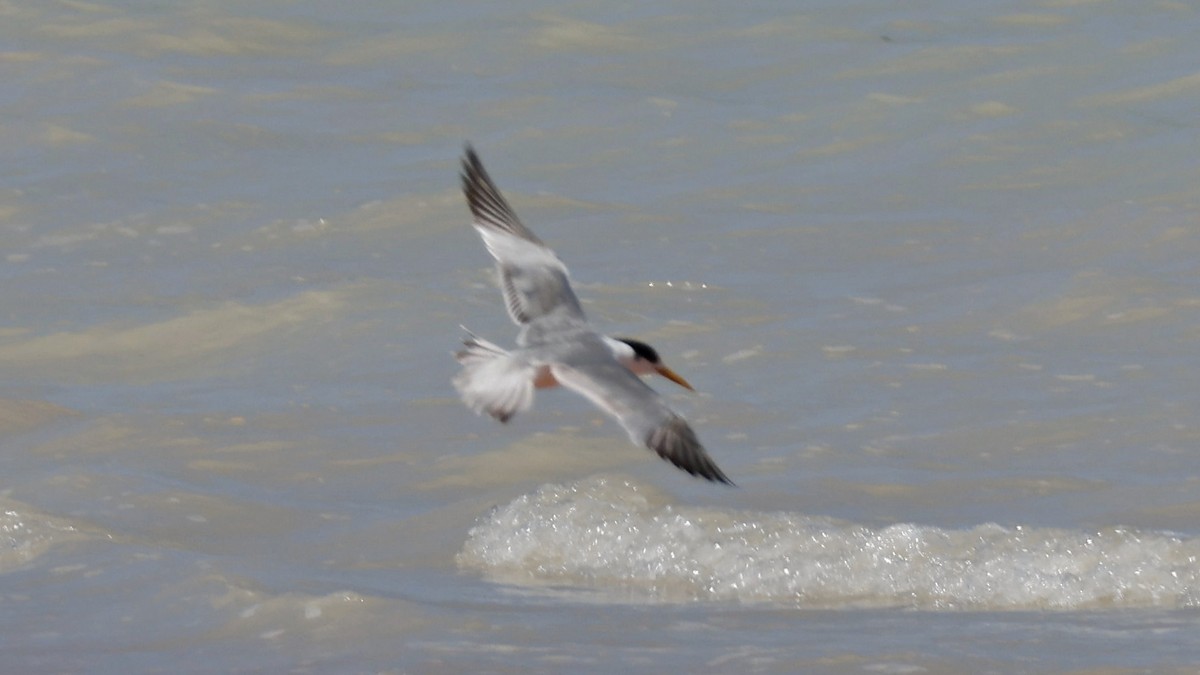Great Crested Tern - ML628963007
