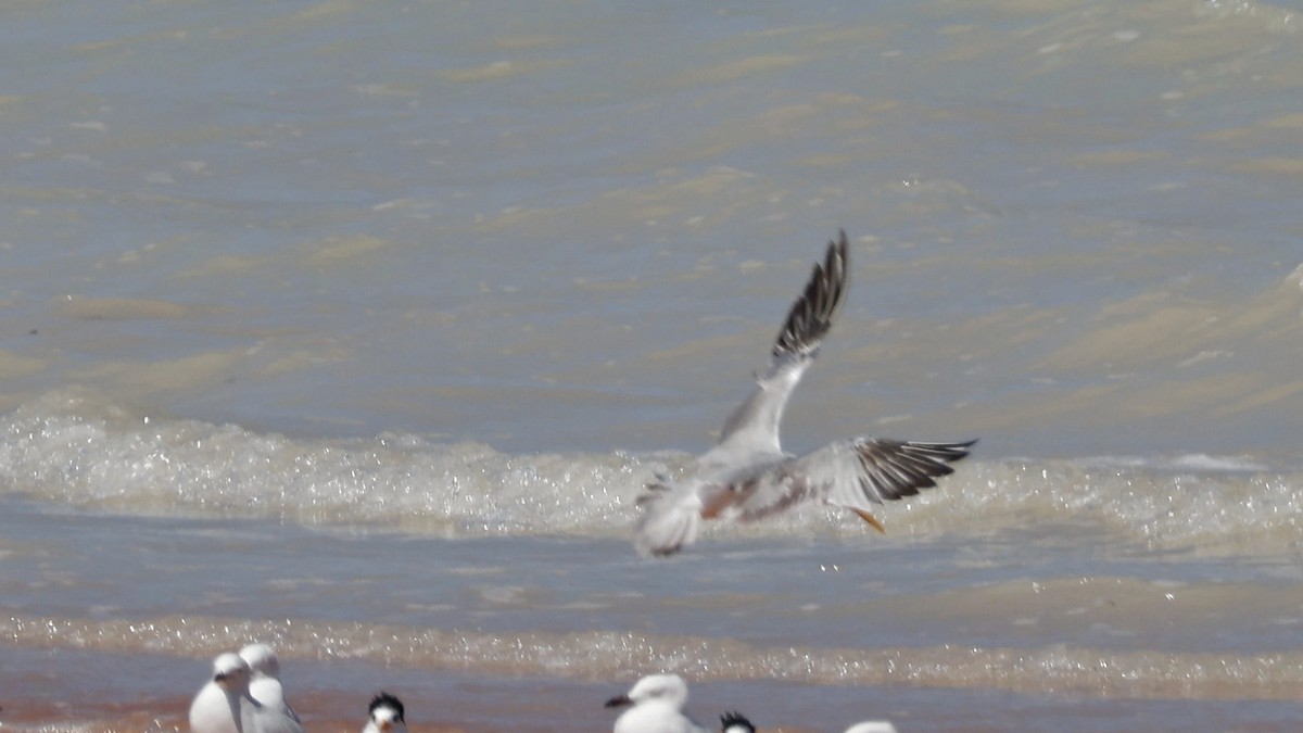 Great Crested Tern - ML628963008