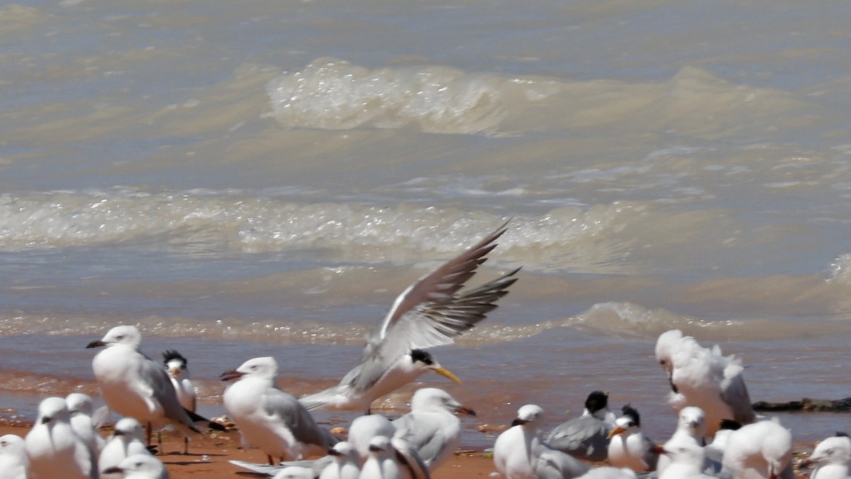 Great Crested Tern - ML628963009