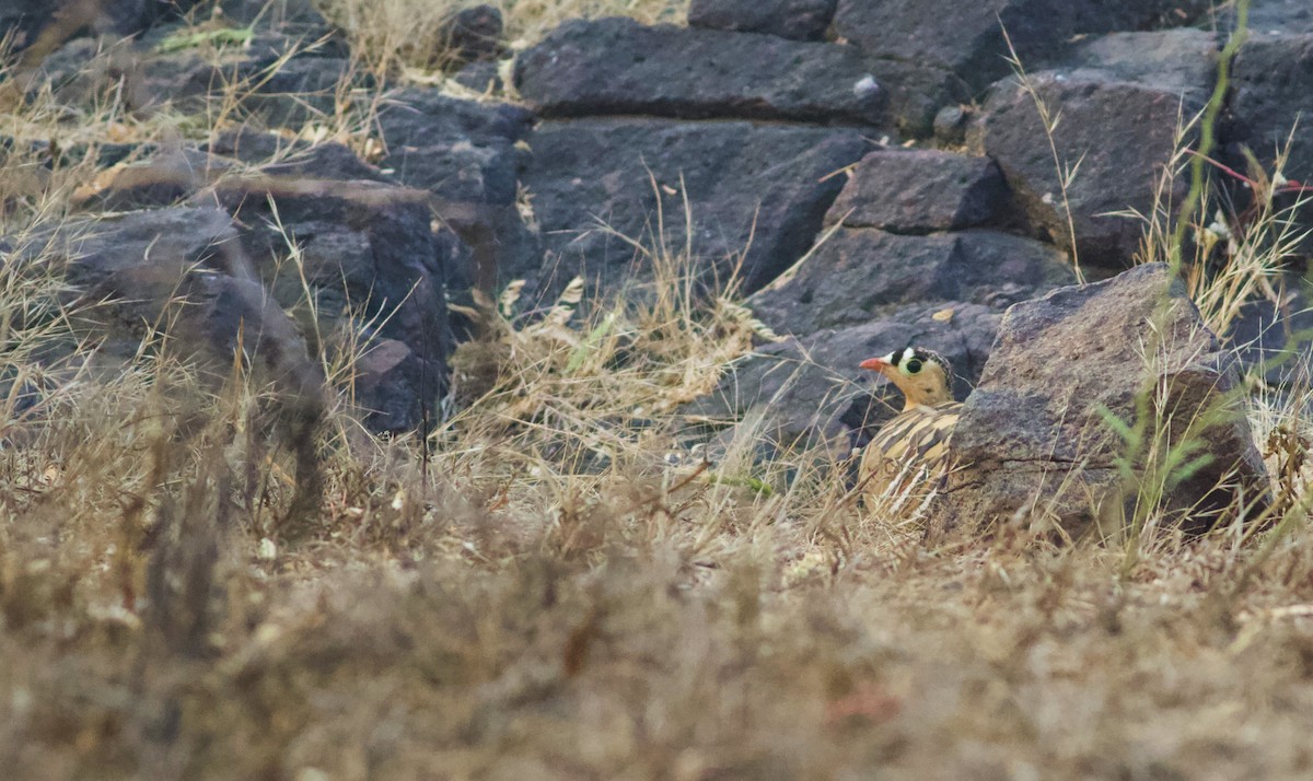 Painted Sandgrouse - ML628963037