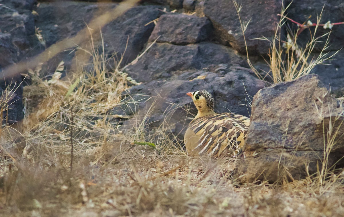 Painted Sandgrouse - ML628963038