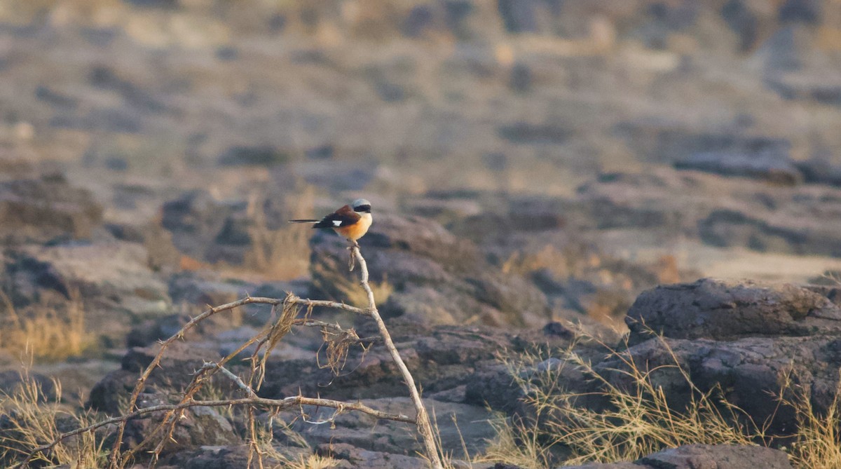 Bay-backed Shrike - ML628963086