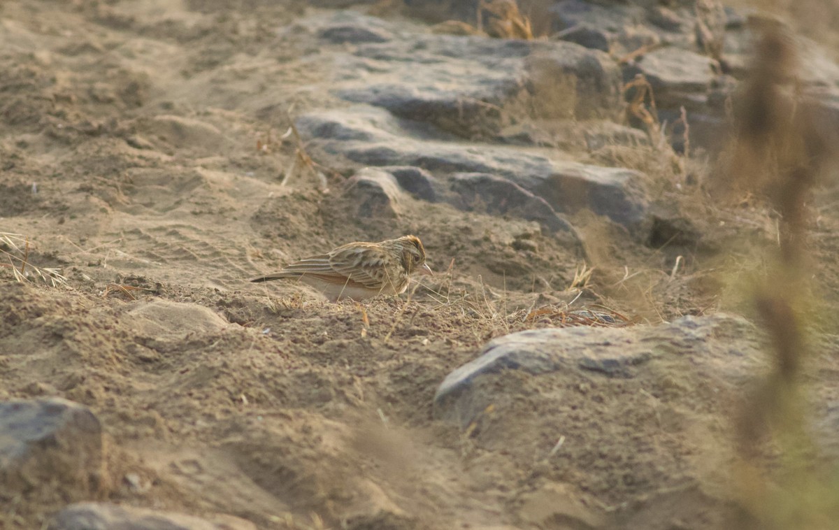 Indian Bushlark - ML628963126