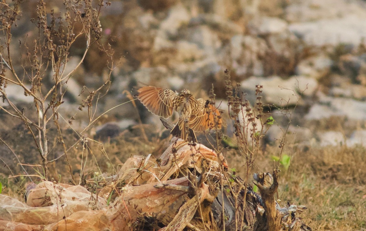 Indian Bushlark - ML628963127
