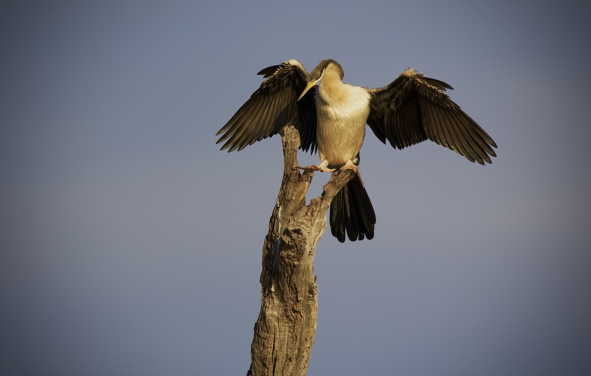 Anhinga d'Australie - ML628963184
