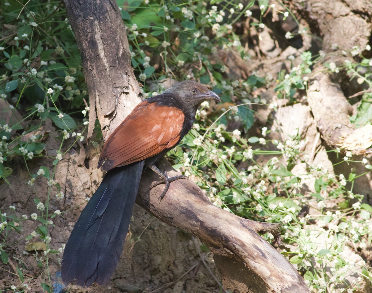 Greater Coucal - ML628963399
