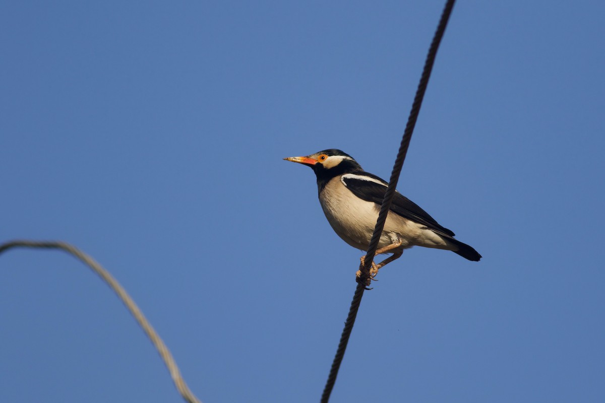 Indian Pied Starling - ML628963426