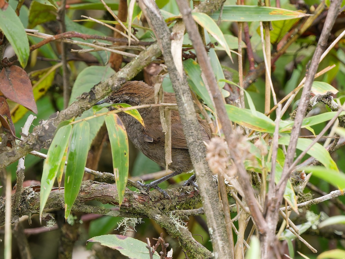 Puna Thistletail - ML628963615