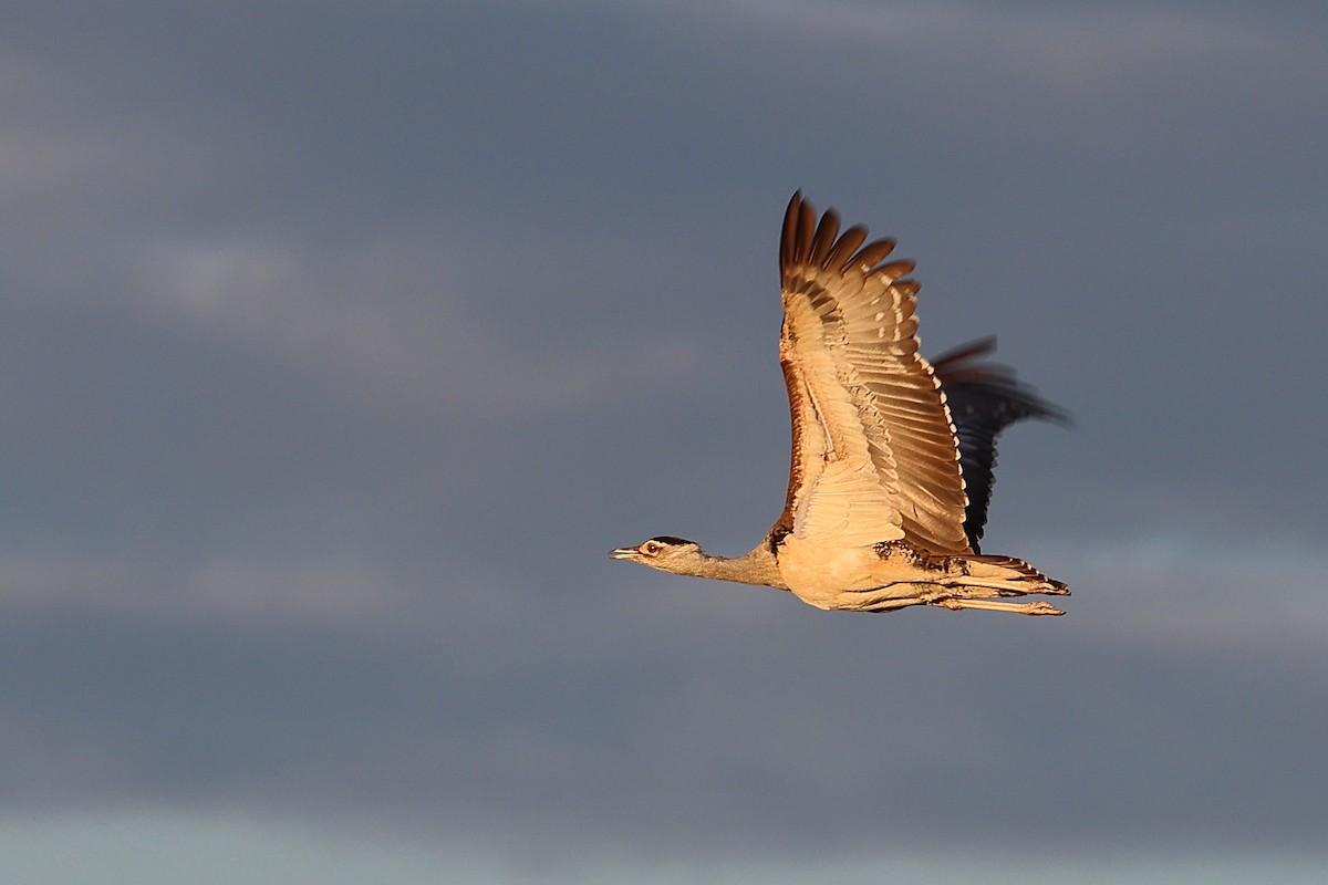 Australian Bustard - ML628963633