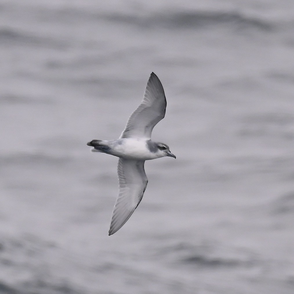 MacGillivray's Prion - ML628963641