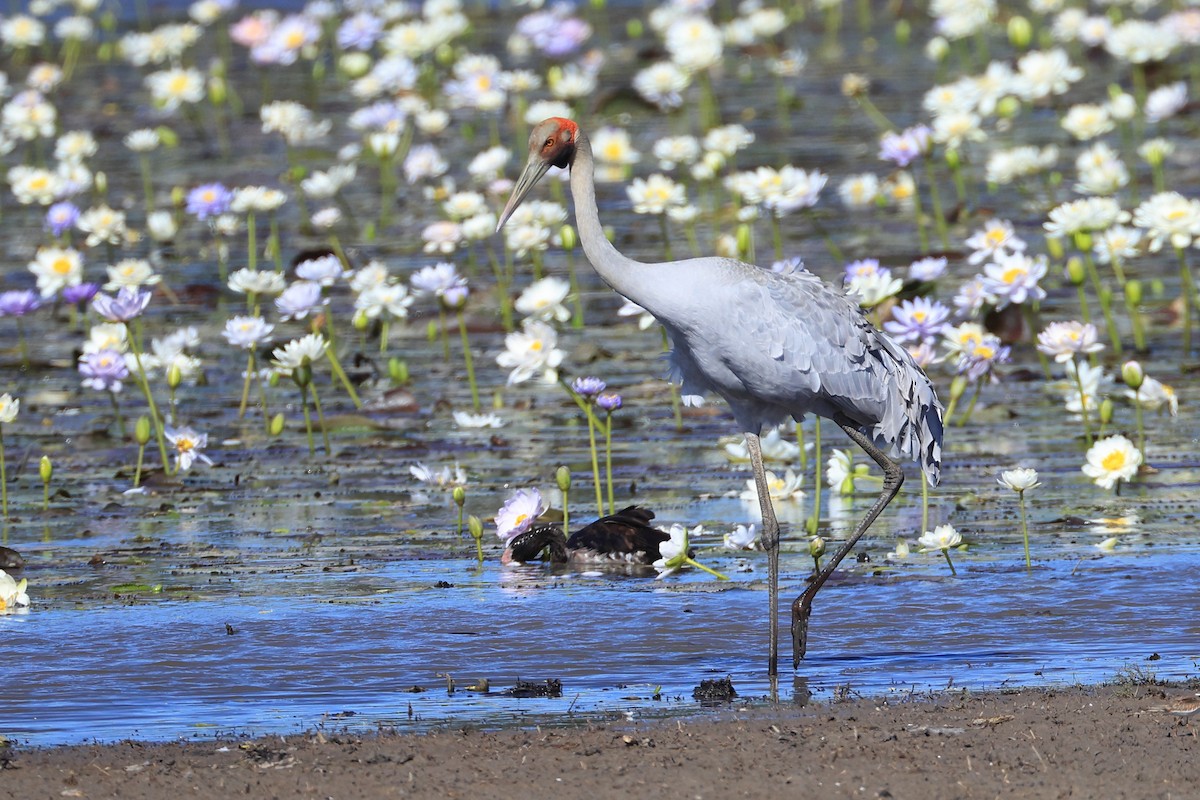 Brolga - ML628963771