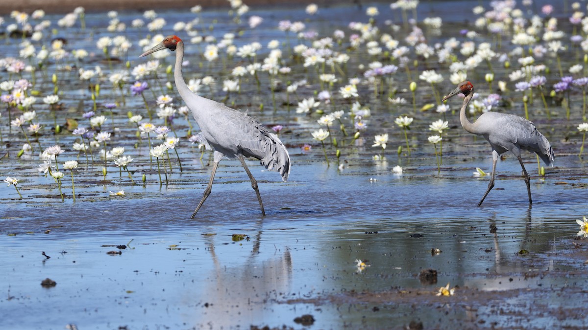 Brolga - ML628963777