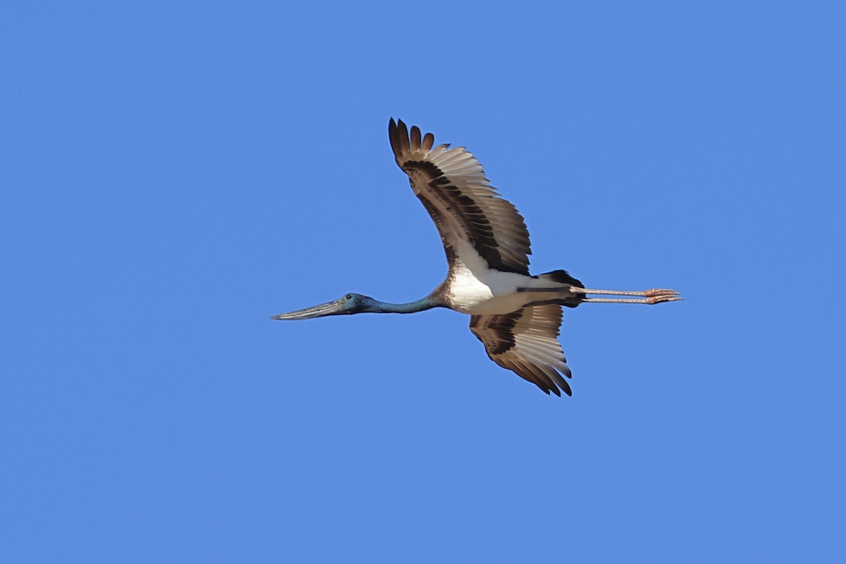 Black-necked Stork - ML628963812