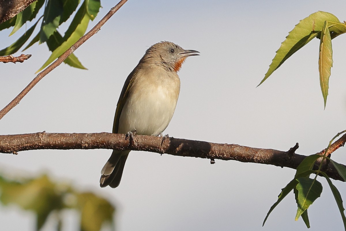 Rufous-throated Honeyeater - ML628963847